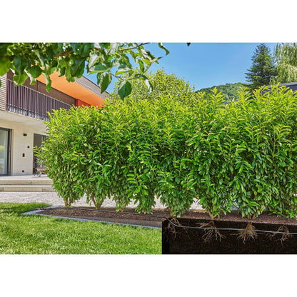 V4H30C85A8C5A955AFBC329AD48012846B2R7162843P8